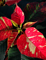 a group of red and green leaves